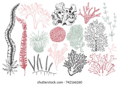 Vector collection of hand drawn sea weeds, corals, actinia illustrations. Vintage set of seaweeds isolated on white background. Underwater sketch. Outlines