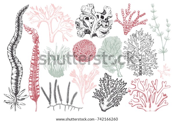 手描きの海草 サンゴ アクシニアイラストのベクター画像コレクション 白い背景に海草のビンテージセット 水中スケッチ 輪郭 のベクター画像素材 ロイヤリティフリー