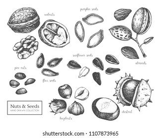 Vector collection of hand drawn seeds and nuts sketches. Walnut, hazelnut, almond, chestnut, pine nut, sunflower, pumpkin, flax seeds drawings. Healthy food elements collection. 