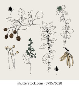 Vector collection of hand drawn spices and herbs. Botanical plant illustration. 