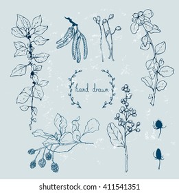 Vector collection of hand drawn spices and herbs. Botanical plant illustration. 