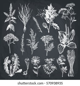 Vector Collection of hand drawn Spices and Herbs. Botanical plant illustration. Vintage Medicinal Herbs and Poisonous Plants sketch set on chalkboard - Part 2