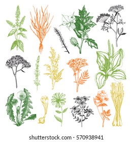 Vector Collection of hand drawn Spices and Herbs. Botanical plant illustration. Vintage Medicinal Herbs and Poisonous Plants sketch set isolated on white - Part 2