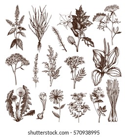 Vector Collection of hand drawn Spices and Herbs. Botanical plant illustration. Vintage Medicinal Herbs and Poisonous Plants sketch set isolated on white - Part 2