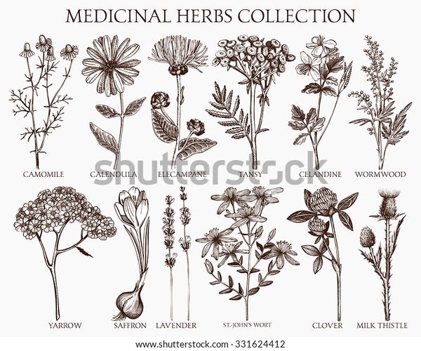 Vector\
collection of hand drawn spices and herbs. Botanical plant\
illustration. Vintage medicinal herbs sketch set.\

