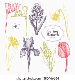 Vector collection of hand drawn spring flowers sketch in pastel colors. Decorative set with vintage flowers for greeting card or invitation.   
