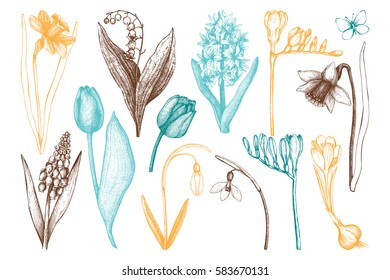 Vector collection of hand drawn spring flowers sketch. Botanical illustrations of springtime plants on white background