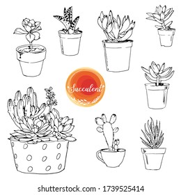 Vector collection of hand drawn succulent plants isolate on white background