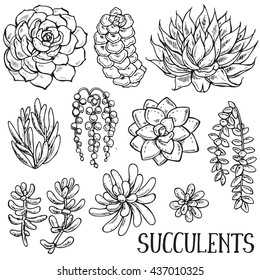 Featured image of post Succulent Plant Sketches You re exploring different types of succulents and learning their specific