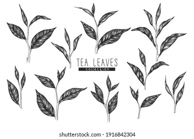 Vector collection with hand drawn tea leaves and branches isolated on white background. Engraved style design for print, fabric, invitation, brochure, card, wallpaper, packaging