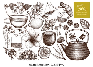 Vector collection of hand drawn tea illustration. Decorative inking herbs and fruits sketch. Vintage matcha  design.