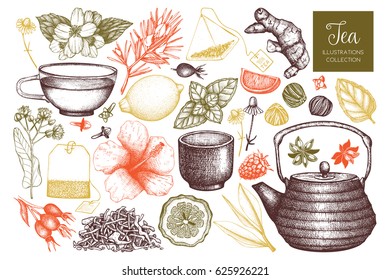 Vector collection of hand drawn tea illustration. Decorative inking herbs and fruits sketch. Vintage matcha design.