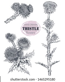 Vector collection of hand drawn Thistle or Carduus plant, leaf, bud and flower isolated on white background. Symbol of Scotland. Botanical summer illustration, coloring book.