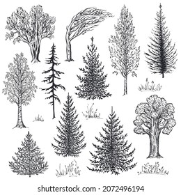 Vector collection of hand drawn trees in sketch style. Fir, birch, oak. Forest nature set. Ink pen drawing