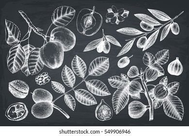 Vector collection of hand drawn trees illustration. Vintage set of leaves, fruits, seeds, nuts, flowers sketch on chalkboard. Botanical garden drawing. 
