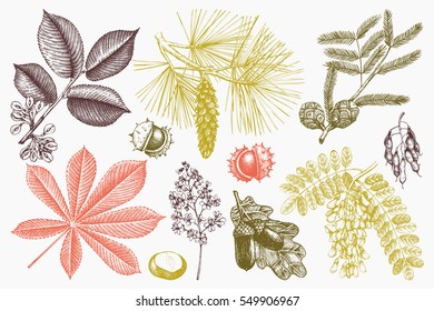 Vector collection of hand drawn trees illustration. Vintage set of leaves, fruits, seeds, nuts, flowers sketch. Botanical garden elements. 
