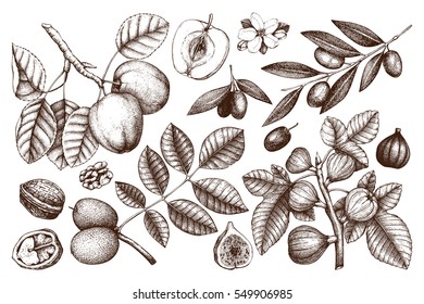 Vector collection of hand drawn trees illustration. Vintage set of leaves, fruits, seeds, nuts, flowers sketch white background. Botanical garden drawing. 