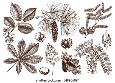 Vector collection of hand drawn trees illustration. Vintage set of leaves, fruits, seeds, nuts, flowers sketch. Botanical garden elements. 