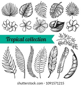 Vector collection with hand drawn tropical leaves