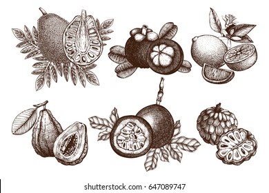 Vector collection of hand drawn tropical fruits illustration. Vintage set of leaves, fruits,  flowers sketch white background. Exotic garden drawing. 