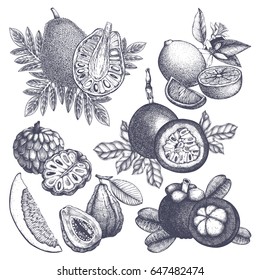 Vector collection of hand drawn tropical fruits illustration. Vintage set of leaves, fruits,  flowers sketch white background. Exotic garden drawing. 