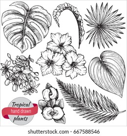 Vector collection of hand drawn tropical flowers, palm leaves, jungle plants. Black and white exotic floral illustration. Isolated objects.