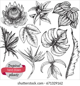Vector collection of hand drawn tropical flowers, palm leaves, jungle plants. Black and white exotic floral illustration. Isolated objects.