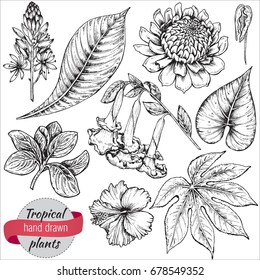 Vector collection of hand drawn tropical flowers, palm leaves, jungle plants. Black and white exotic floral illustration. Isolated objects