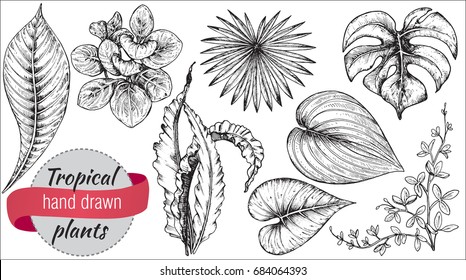 Vector collection of hand drawn tropical flowers, palm leaves, jungle plants. Black and white exotic floral illustration. Isolated objects.