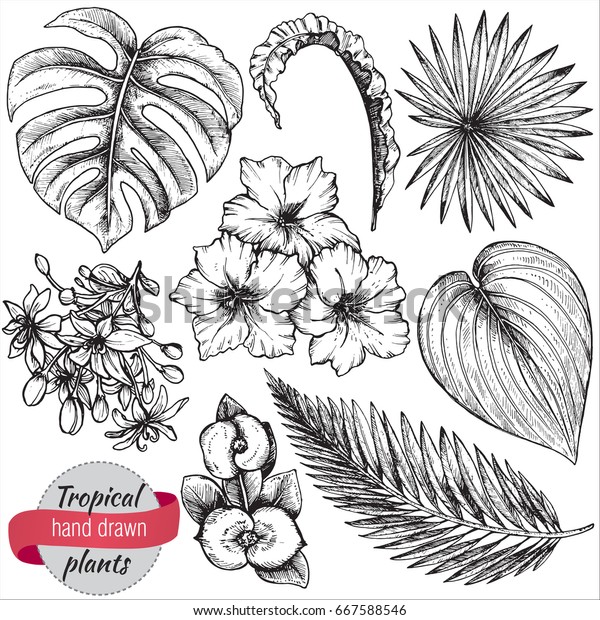 Vector Collection Hand Drawn Tropical Flowers Stock Vector Royalty Free 667588546 