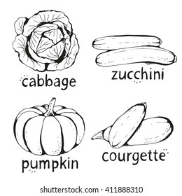 Vector collection of hand drawn vegetables, cabbage, zucchini, pumpkin, courgette. Vector set isolated on white background