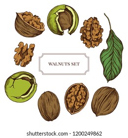 Vector collection of hand drawn walnuts highly detailed