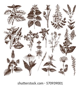 Vector Collection of hand drawn Weeds and Herbs. Botanical  illustration. Vintage Medicinal and Poisonous Plants sketch set - Part 1