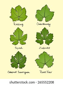 Vector collection of hand drawn wine grape leaves varieties. Riesling, Chardonnay, Syrah, Zinfandel, Cabernet Sauvignon and Pinot Noir grape leaves shapes with hand written names.