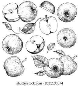 Vector collection of hand-drawn apples. Sketch illustrations on a white background. A set of isolated objects of vintage engraving style. For advertising design, juice packaging, cider, menu