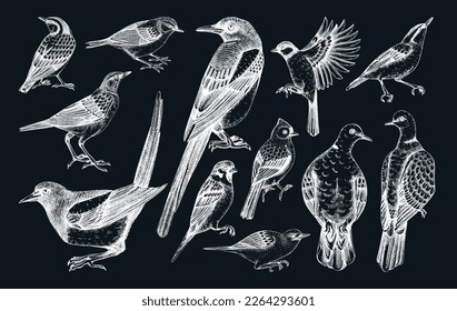 Vector collection of hand-drawn birds illustrations in engraved style. Popular backyard birds - magpie, dove, sparrow, great tit isolated on chalkboard background. Detailed wildlife drawings set. 