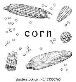 Vector collection of hand-drawn corn. Set of sketches with corn. Vector illustration. Hand drawing. The style of engraving.