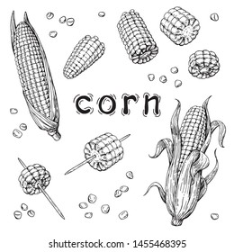 Vector collection hand  drawn corn  Set sketches and corn  Vector illustration  Hand drawing  The style engraving 