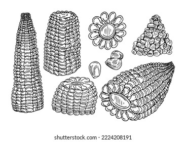 Vector collection of hand-drawn corn. Set of sketches with corn. Vector illustration. Hand drawing. The style of engraving.