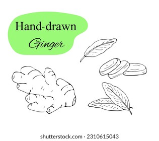 Vector collection of hand-drawn ginger. Sketches from the root, cut pieces, and leaves of ginger. 