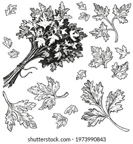 Vector collection of hand-drawn parsley sketches. Illustrations of greenery on a white background. Vintage style engraving. Isolated objects drawn with ink and pen