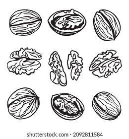 Vector collection of hand-drawn walnuts