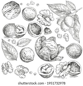 Vector collection of hand-drawn walnuts in different angles. Sketches in the style of engraving. Vintage illustrations and objects on a white background. Leaves and nuts in the shell