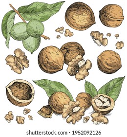 Vector collection of hand-drawn walnuts in different angles. Sketches in the style of engraving. Vintage color illustrations and objects on a white background. Leaves and nuts in the shell. Part 2