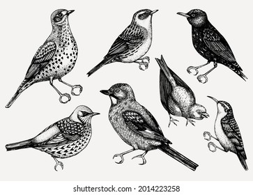 Colección vectorial de ilustraciones detalladas de aves dibujadas a mano con un estilo grabado. Aves passerinas aisladas de fondo blanco. Juego de dibujos de vida silvestre. Se organizan bocetos de aves de época. 