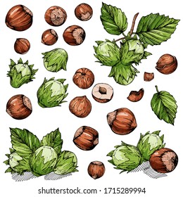 Vector collection with hazelnuts. A set of color drawn sketches. Illustrations with fruits and leaves. Green nuts on a branch. Isolated objects for menu design, advertising, and packaging