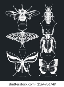 Vector collection of high detailed insect sketches. Sketched beetles and butterfly illustrations on a chalkboard. Entomological drawings set. Vintage insects in sketched style for prints, and wall art