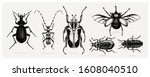 Vector collection of high detailed insects sketches. Hand drawn beetles illustrations in vintage style. Entomological drawings set. Beetles outlines for monogram, banner, poster, tattoo, cards design.