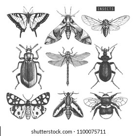 Vector collection of high detailed insects sketches. Hand drawn butterflies, beetles, dragonfly, cicada, bumblebee illustrations on white background. Vintage entomological drawings.