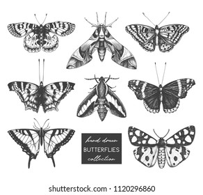 Vector collection of high detailed insects sketches. Hand drawn butterflies illustrations on white background. Vintage entomological drawings.